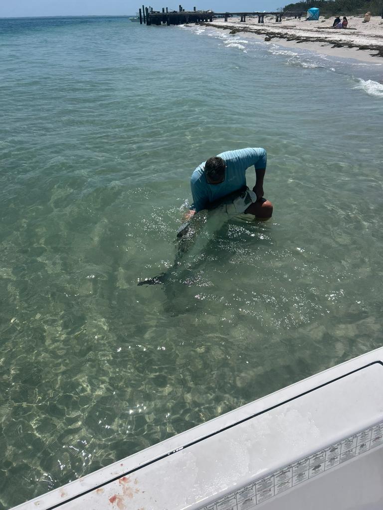 Tarpon